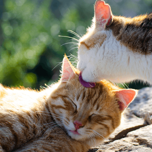 Cat introduction tips