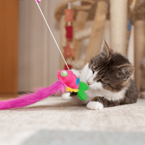 New Cat Checklist