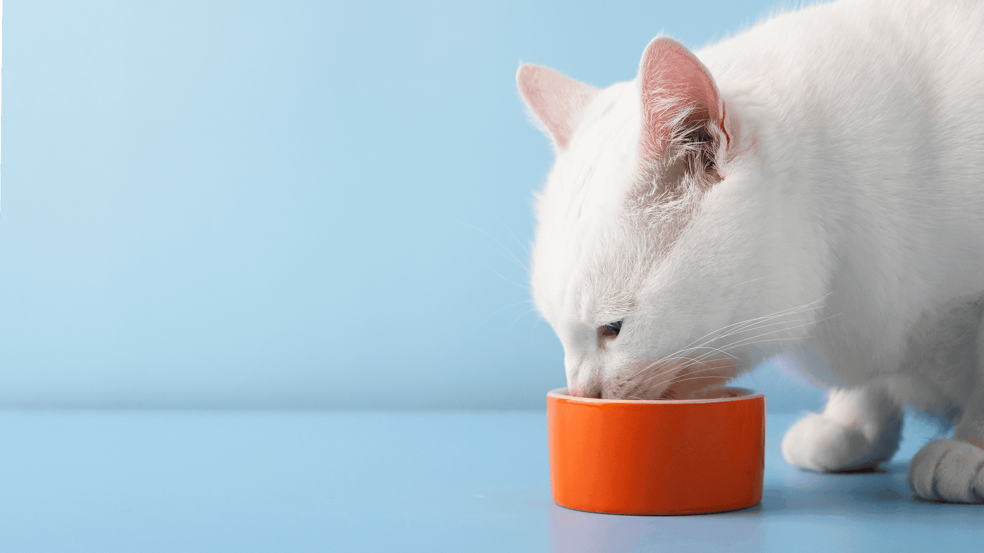 Toxic Foods and Substances for Cats